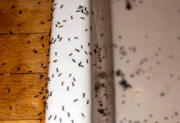 Flea Control Services in Ashland, KY